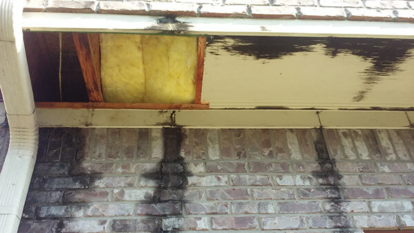 Beehive Buzz: Bee or Wasp Problem?